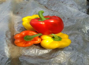 Capsicum