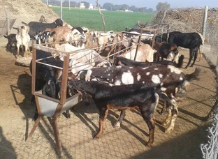 Pahadi bakra and bakri