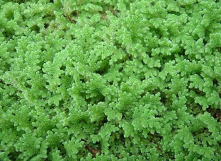 Azolla Culture