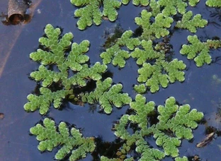 Azolla seed for sale