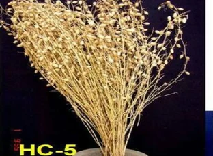 Machine Harvestable Chana HC-5