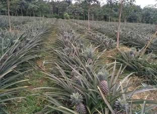 Pineapple and Ginger