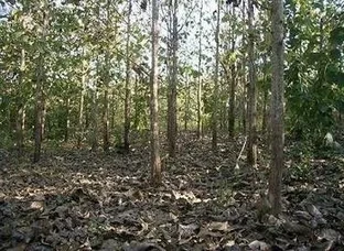 Teak trees