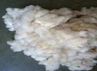 Cotton
