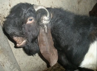 Mewati female