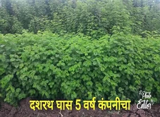 दशरथ घास