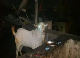 Quality saanen male for sale 