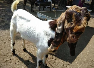 Pure Totapuri for sale @ al-momin goat farm