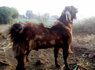 बोकड विकायचा आहे शिरोही 30 महिने