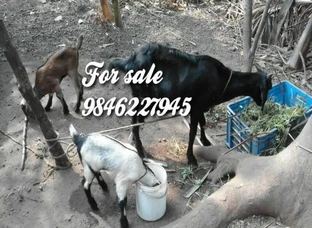 For Sale