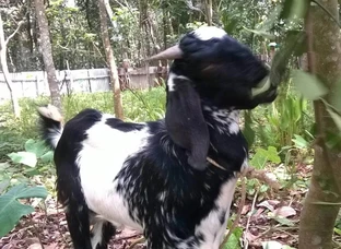 12 months old mabari male goat for sale