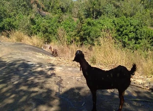 Goats for Sale