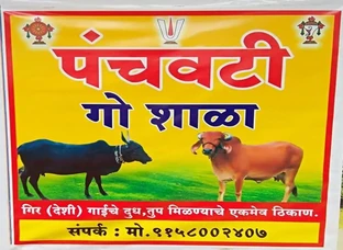 गायचे दुध, तुप