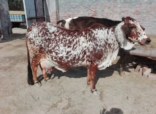 Various Cow Breeds