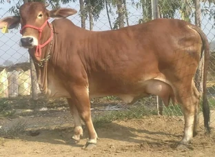 Gaye best milking