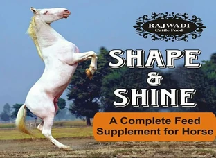Feed supplement for Horse