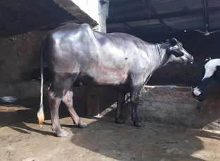 Pure Murrah nasal di jhoti