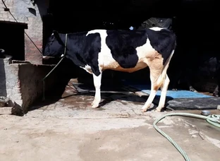 101% pure hf vashi for sale