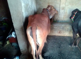 Sahiwal cow