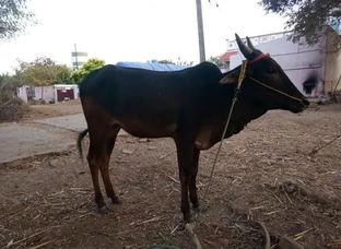 Khari kidari for sale