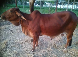 High yielding Sahiwal / Rathi cows available