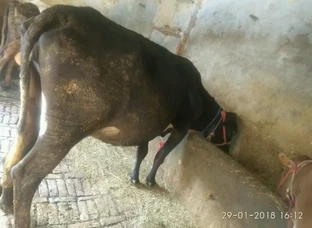 Cow for sale