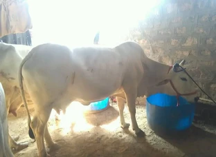 All indian breed cow