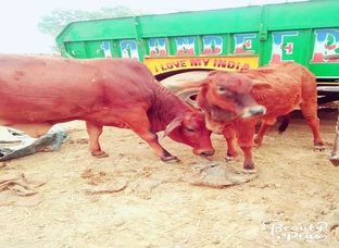 साहीवाल गाय