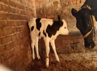 Female Cow
