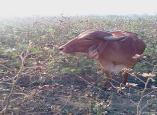 Cow 4sell