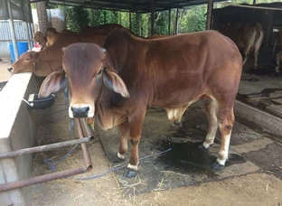 Sahiwal bull calf 