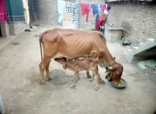 Gir cow sell 