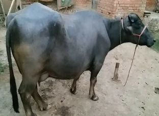 2 Buffalo Sale in Lucknow ( U.P).