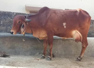 Gir cow for sell 