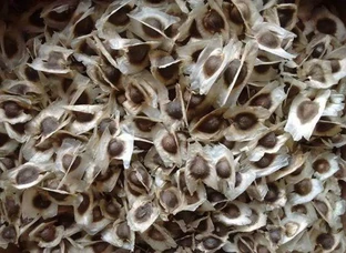  Moringa (drumstick) PKM1 