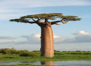 Baobab tree seed
