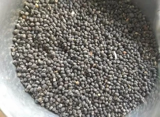 பொட்டு உழுந்து