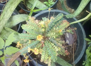 மூலிகை செடிகள்