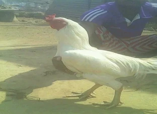 White bedu