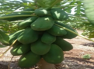 Papaya and drumstick 