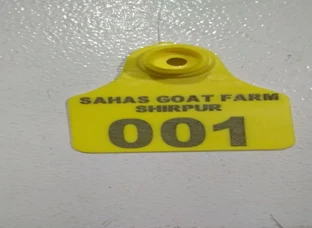 Ear tag of goat and cow