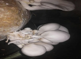 Oyster Mushroom