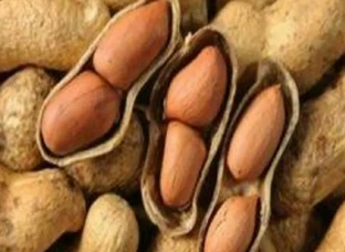 Mugfally (ground nut)