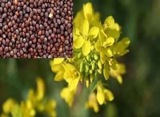Mustard (Sarson)