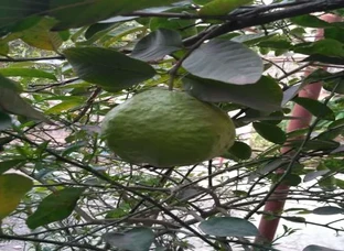 organic manure and pesticides