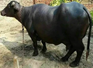 Karnal dairy farming