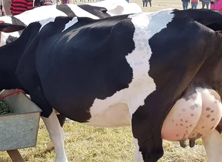Karnal Dairy Farming
