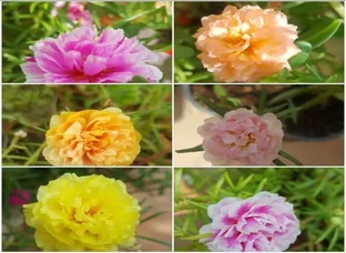 Thai variety