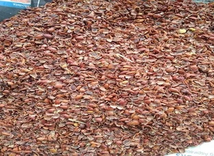 Paruthikottai