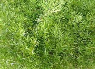 Good & Healthy plants 